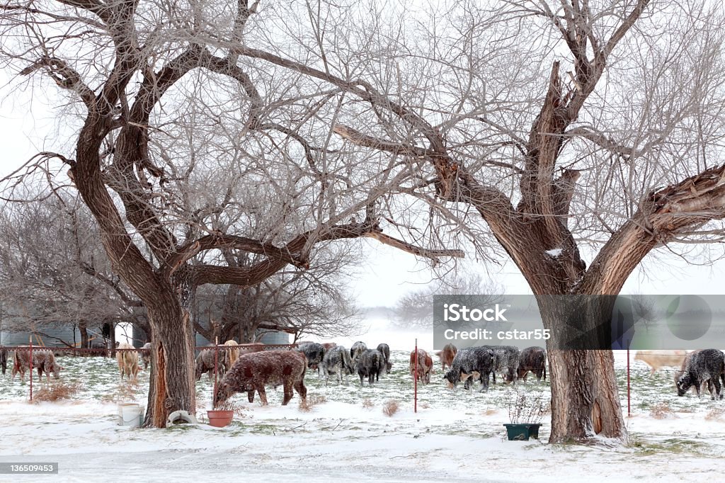 Зимние ферма пейзаж - Стоковые фото Зима роялти-фри
