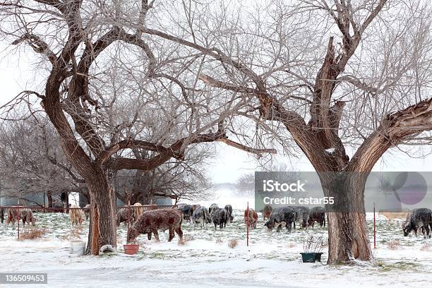 Зимние Ферма Пейзаж — стоковые фотографии и другие картинки Зима - Зима, Оклахома, Без людей