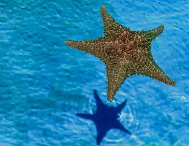 Starfish in blue water with reflexion . Stock Image