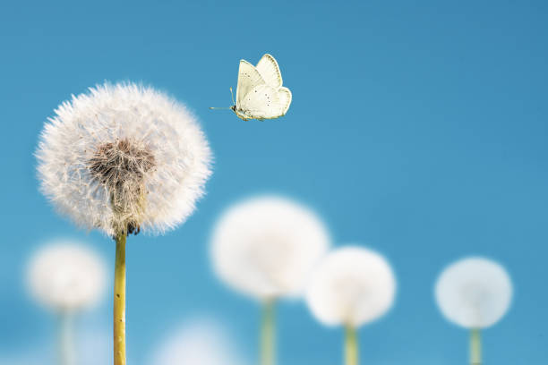 White dandelions and flying butterfly on blue sky background. Concept of lightness easing and cleanliness.