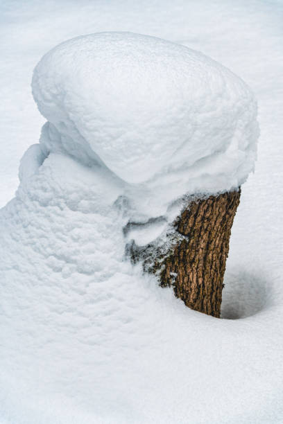 A snow-covered tree stump with brown bark and a fluffy cap on a backdrop of white sparkling snow.