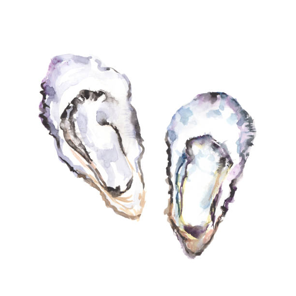 Illustration of oysters drawn in watercolor Illustration of oysters drawn in watercolor oyster stock illustrations