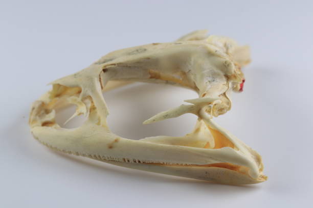 istock Studying about skeletons frog bones in a laboratory. 1365099671