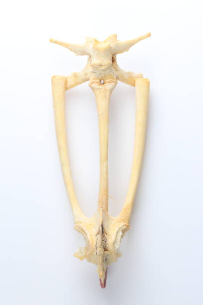 istock Studying about skeletons frog bones in a laboratory. 1365099964