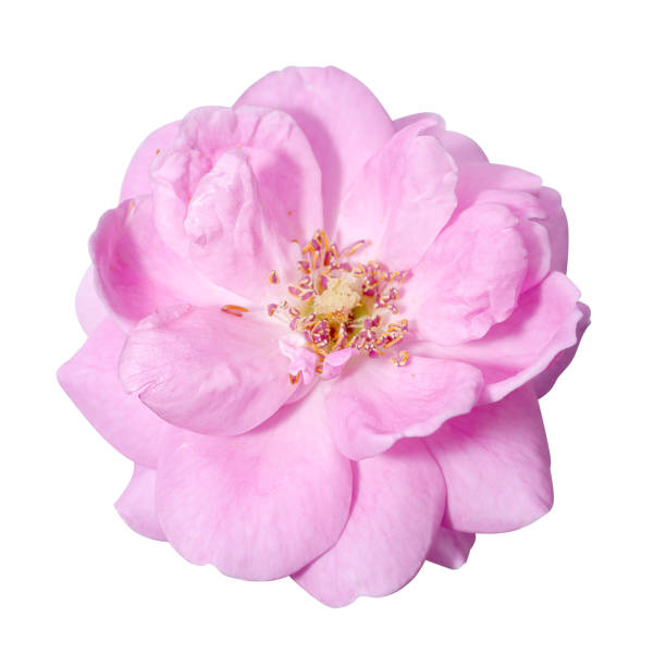 Dog Rose (Rosa canina) and foliage. Isolated on white.