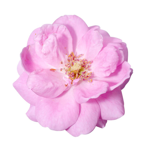 Close up Pink Rose flower isolate on white background. stock photo