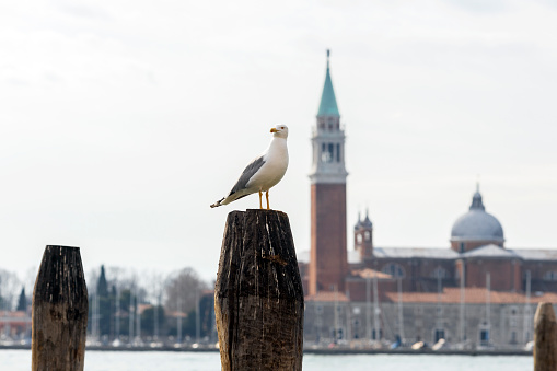A Seagull in Venice.