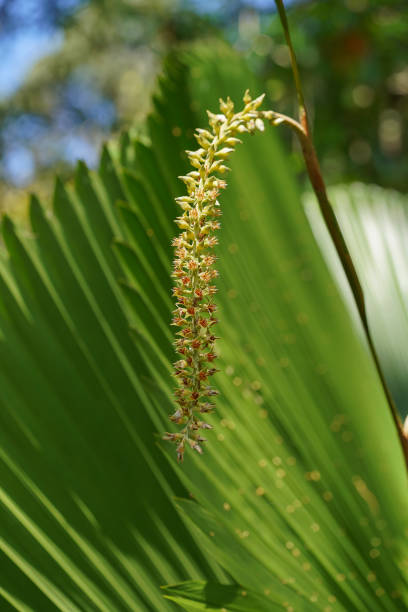 istock Close up palm flower with blur background. 1365100559