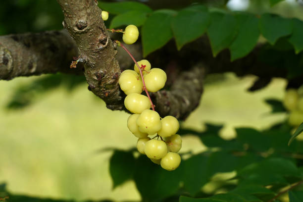 Close up Star Gooseberry on branches. (Scientific name Phyllanthus acidus)