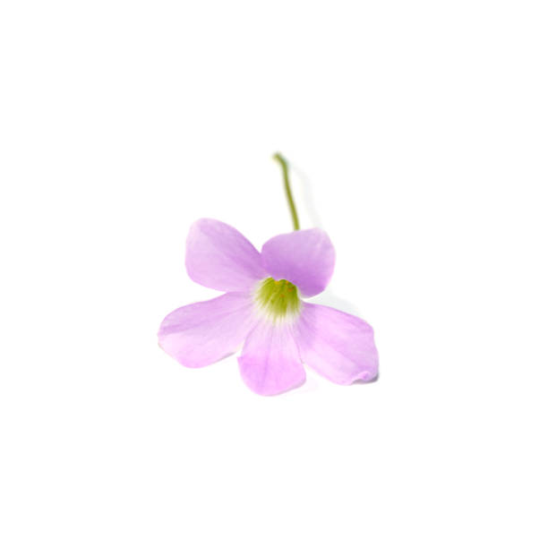 istock Close up Purple shamrock flower on white background. 1365101299