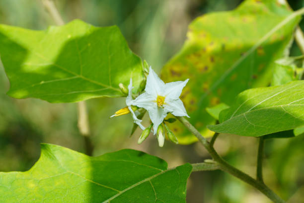 Close up Turkey berry flower with blur leaf. (Scientific name Solanum torvum)