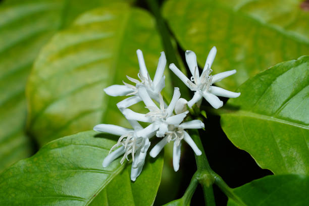 istock Close up coffee flower with leaves. 1365101383