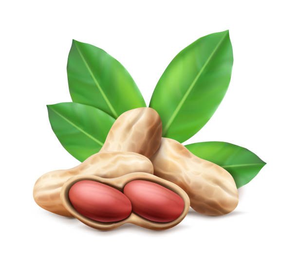 istock realistic vector icon. Peanuts in the shell and unshelled with leaves. Composition for brand, advertisement and labels. 1365101449