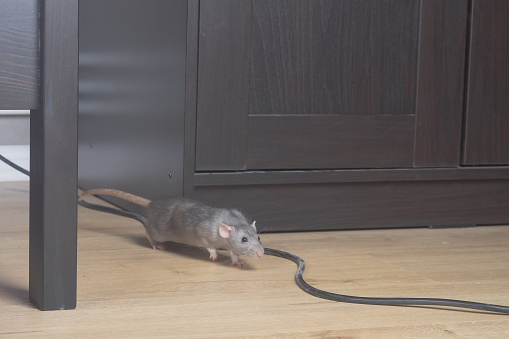 A gray wild rat cautiously comes out from behind a closet in the house.