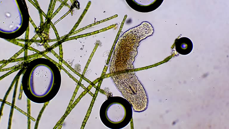 Planarian worm crawling in pond water