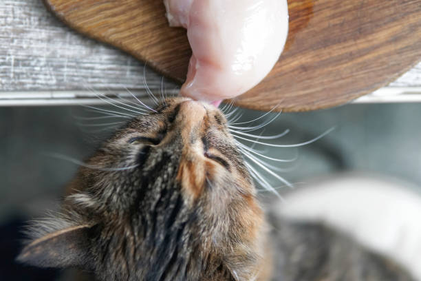 istock A cat steals a piece of chicken meat from the table 1365101681
