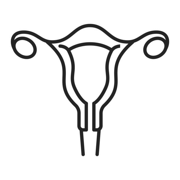 ikon uterus wanita terisolasi. organ internal wanita - serviks foto ilustrasi stok