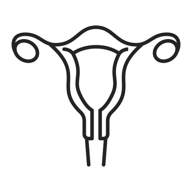 ilustrações de stock, clip art, desenhos animados e ícones de female uterus icon isolated. female internal organ - ovary
