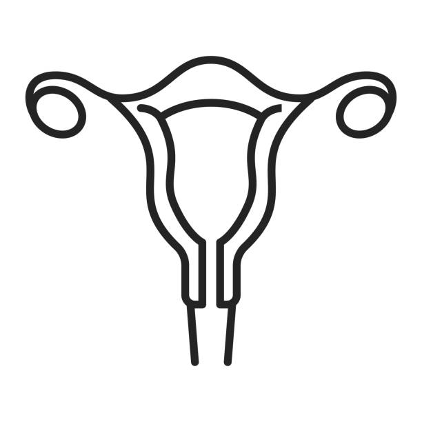 Female uterus icon isolated. Female internal organ Female uterus icon vector isolated. Symbol of a female internal organ, womb and ovary. Health and medicine concept. fallopian tube stock illustrations