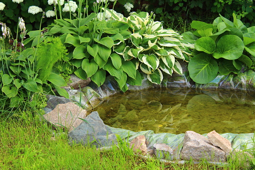 An overgrown garden pond in the back garden of a suburban English house.