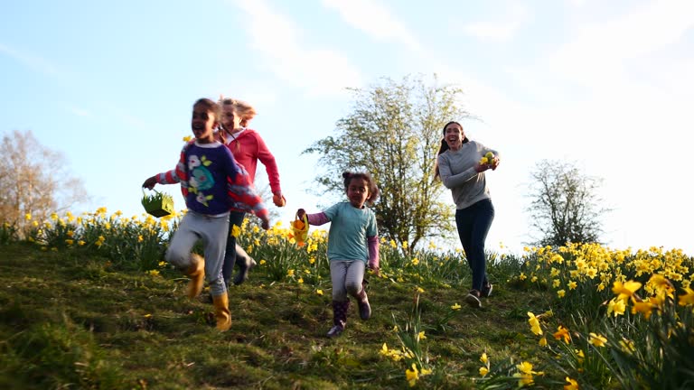 A tracking shot of a grandmother, mother, and her two young daughters running through a field of daffodil flowers in Hexham, Northumberland. They are searching for eggs on an Easter egg hunt, they are holding their baskets to collect the eggs.