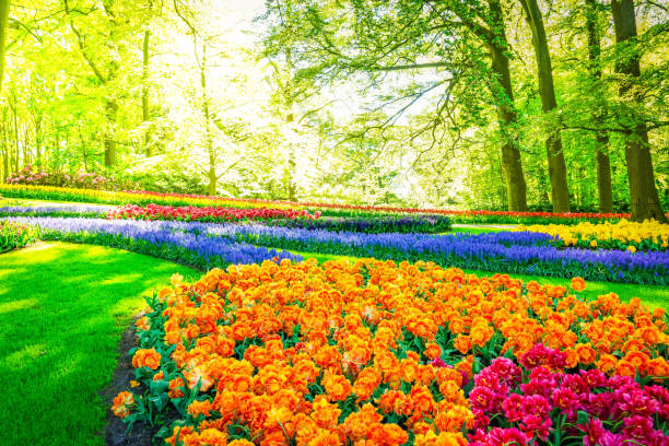 istock Rows of tulip flowers 1365103301