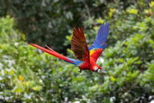 istock Scarlet macaw (Ara macao), Quepos Costa Rica. 1365103700
