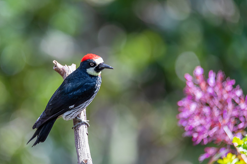 Acorn woodpecker (Melanerpes formicivorus) in natural habitat, San Gerardo de Dota, Wildlife and birdwatching in Costa Rica.