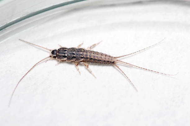 banded silverfish - thermobia domestica, lateral view, a common household pest. - zygentoma imagens e fotografias de stock