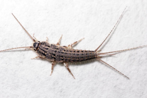 banded silverfish - thermobia domestica, lateral view, a common household pest. - zygentoma imagens e fotografias de stock