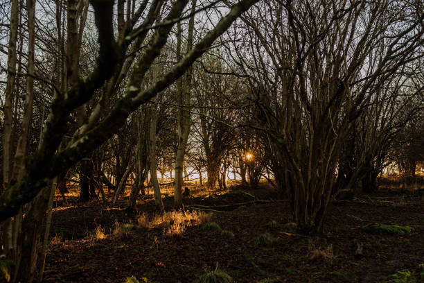A walk in the forest in winter without snow