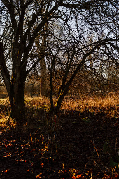 istock A walk in the forest in winter without snow 1365108136
