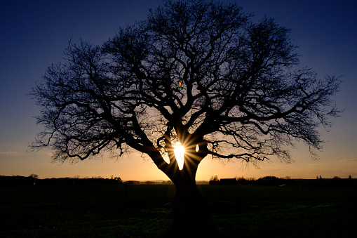 The sunset colors with the araucaria tree at the Serra Catarinense south region of Brazil