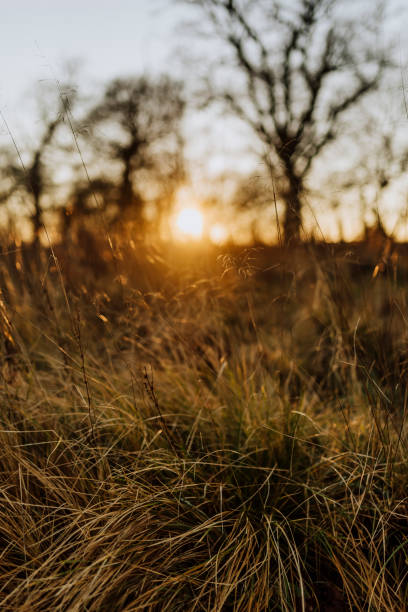 istock A walk in the forest in winter without snow 1365108365