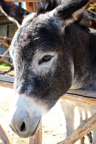 istock close-up of a donkey eye 1365108532