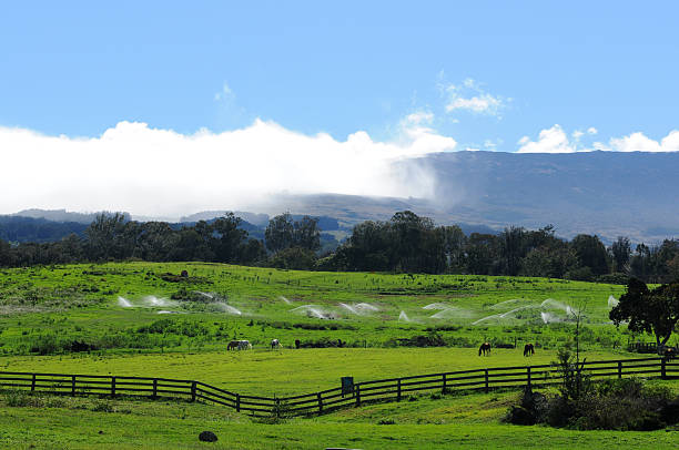 koń ranch - haleakala national park maui nature volcano zdjęcia i obrazy z banku zdjęć