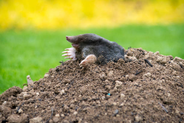 istock Mole on the top of the mole hill 1365109482