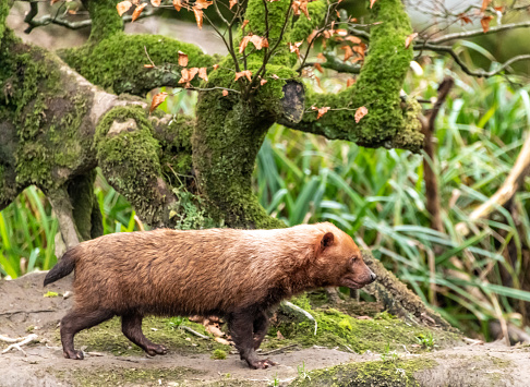 Bush Dog (Speothos Venaticus)