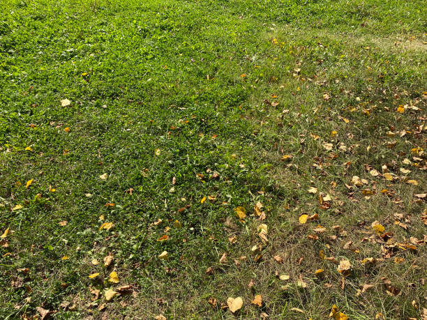 istock Yellow birch Leafs on Grass at dry sunny fall day 1365110134