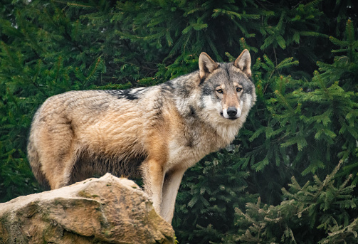 European Grey Wolf  on a rock