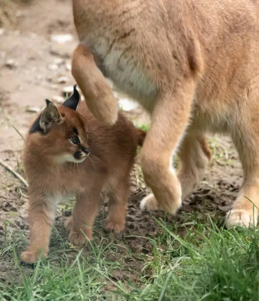 Caracal kitten with mother