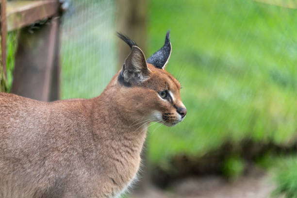 Adult female Caracal