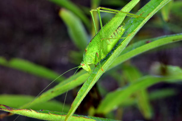 Close-up of green locust covered with dew. The picture shows a representative of one of the locust species, the insect's body is covered with dew drops. польза восковой моли применение и вред stock pictures, royalty-free photos & images