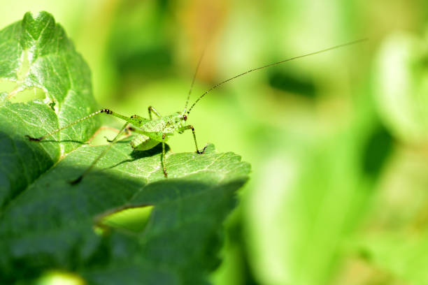 una cavalletta verde con grandi zampe e un piccolo corpo si siede su una pianta. - cricket locust grasshopper insect foto e immagini stock