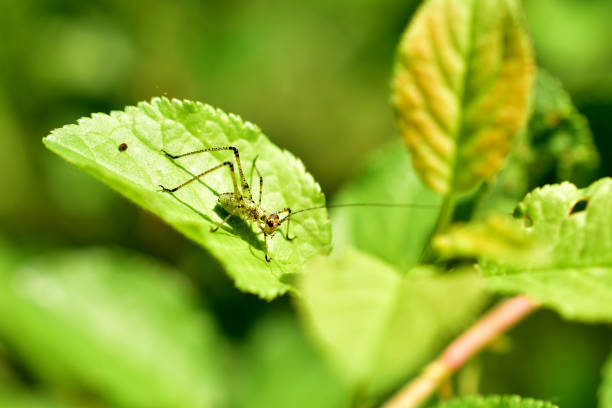 grasshopper cub verde si siede su una pianta. - cricket locust grasshopper insect foto e immagini stock