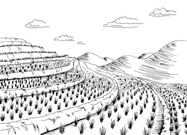 sawah grafis hitam lanskap putih sketsa ilustrasi vektor - paddy ilustrasi stok