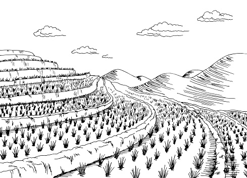 Rice field graphic black white landscape sketch illustration vector