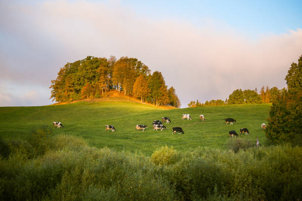 istock Cows grazing in the autumn pasture. Fall landscape with farm animals. 1365112574