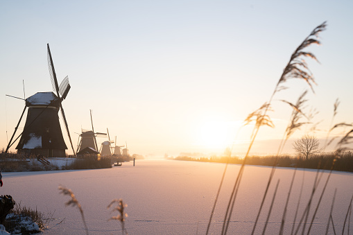 Frozen reed plume and river with traditional windmill in the Netherlands. Clear blue sky in early morning.
