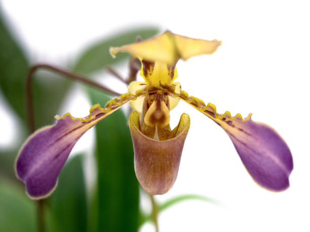 istock Western orchid, Paphiopedilum 1365112739